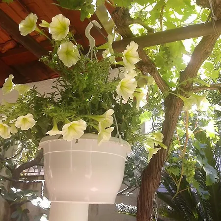 Apartment Zvonimir